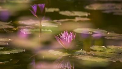 月光下的荷塘，仙之梦莲光影中美得迷离！