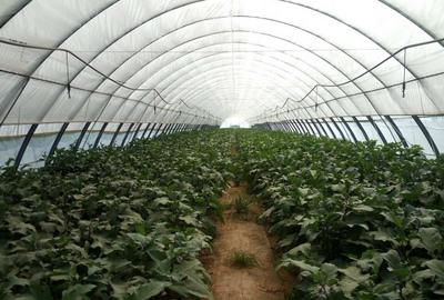 半岛地区最大新品种葡萄设施栽培基地已建成避雨设施栽培600亩