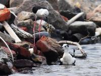 前方高萌！夏日湿地鸟宝宝戏水照来了