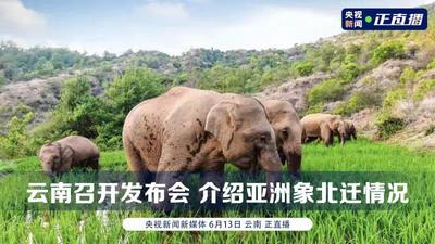 回放 | 云南召开发布会 介绍亚洲象北迁情况