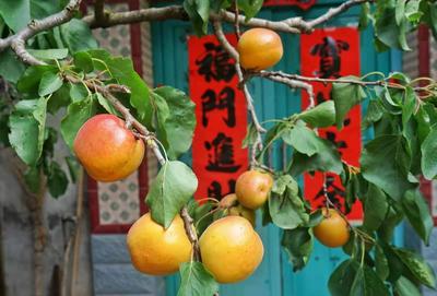 果大肉甜还多汁？少山红杏你值得拥有！