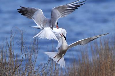 前方高萌！夏日湿地鸟宝宝戏水照来了