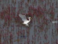 白鹭觅食、翩跹起舞，好一幅生态画卷！