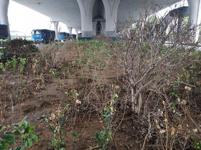 记者在现场|项目未交接 新疆路绿化带成管理“盲区”