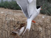 须浮鸥表演“飞吻”，你见过吗？