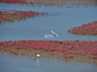 白鹭觅食、翩跹起舞，好一幅生态画卷！