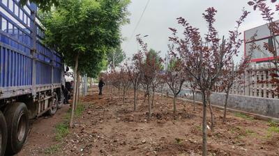 记者在现场| 快看！莱西这里的“马路菜园”已被清理