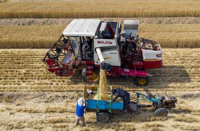 农民笑了腰包鼓了 风吹麦浪又是一个丰收季