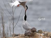 须浮鸥表演“飞吻”，你见过吗？