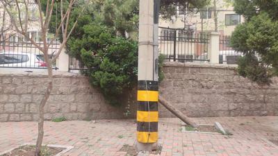 微调查·回访 | 市民点赞！倒塌大树已移除 