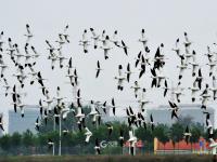 “神话之鸟”领衔，水鸟繁殖季来了！