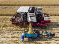 农民笑了腰包鼓了 风吹麦浪又是一个丰收季