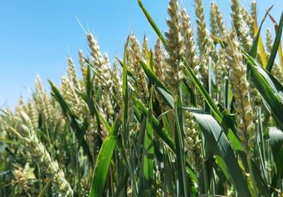 青岛北部220万亩小麦开启“收获季”