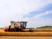 农民笑了腰包鼓了 风吹麦浪又是一个丰收季