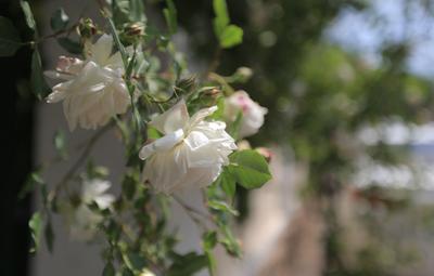 漫步青岛老城区，欣赏龙江路不老容颜 | 百年·百街⑫