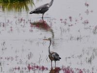 白鹭觅食、翩跹起舞，好一幅生态画卷！