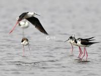 “神话之鸟”领衔，水鸟繁殖季来了！