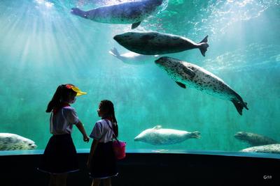 第13个世界海洋日：让孩子们畅游在“海底世界”感受自然真奇妙！