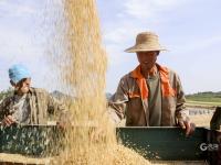 农民笑了腰包鼓了 风吹麦浪又是一个丰收季