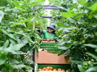 “亚洲最大的单体智慧温室”长这样！