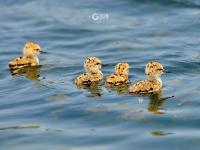前方高萌！夏日湿地鸟宝宝戏水照来了