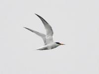 “神话之鸟”领衔，水鸟繁殖季来了！