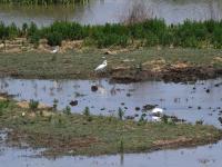 白鹭觅食、翩跹起舞，好一幅生态画卷！