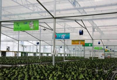 东北亚最大蝴蝶兰鲜切花种植基地已完成9万株蝴蝶兰幼苗入室培育