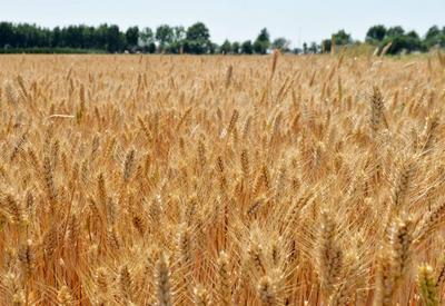 小麦进入成熟期，麦田泛起金色麦浪