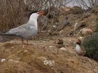 须浮鸥表演“飞吻”，你见过吗？