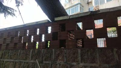 微调查·回访 | 大树已被加固 居民的“心病”没了