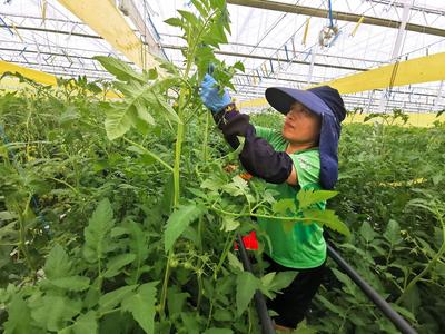 “亚洲最大的单体智慧温室”长这样！