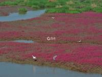 白鹭觅食、翩跹起舞，好一幅生态画卷！