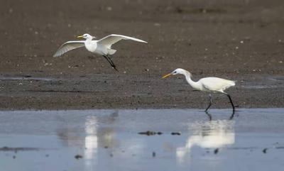 仙气飘飘！“白色精灵”黄嘴白鹭现身青岛