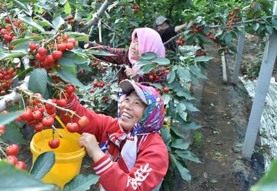 云山镇：“园区+标准化”提升樱桃产业
