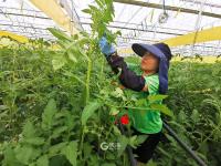 “亚洲最大的单体智慧温室”长这样！