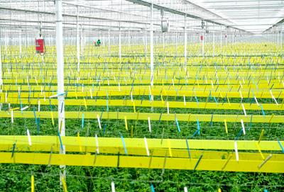 “亚洲最大的单体智慧温室”长这样！