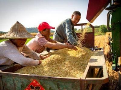 青岛：全市340多万亩小麦基本收获完毕，夏玉米已播种近339万亩