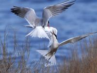 前方高萌！夏日湿地鸟宝宝戏水照来了