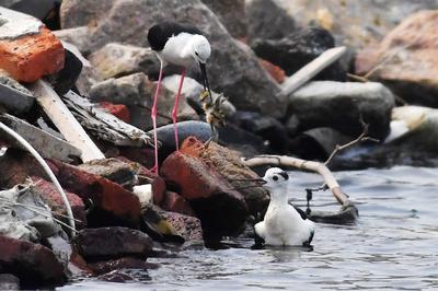 前方高萌！夏日湿地鸟宝宝戏水照来了