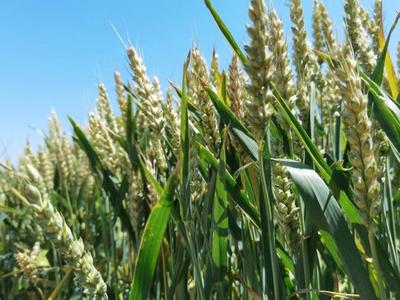 青岛北部220万亩小麦开启“收获季”