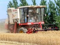 农民笑了腰包鼓了 风吹麦浪又是一个丰收季