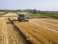 农民笑了腰包鼓了 风吹麦浪又是一个丰收季