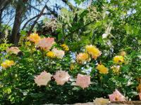 青岛最早建成的马路之一,江苏路上的“方”寸光影| 百年·百街⑬