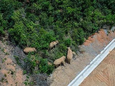“野象团”为啥总一路向北？最新推测来了