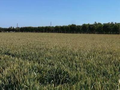莱西65.27万亩小麦6月将进入集中收获期