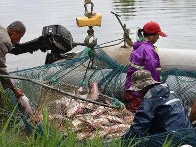 青岛最大的捕鱼盛会之一开启！一筐最多达6千斤