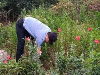 小伙看着“野花”眼熟，竟是民警宣传的“毒花”！