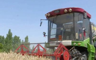 收麦子咧！青岛今年第一批麦子在这个小镇收割