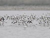 “神话之鸟”领衔，水鸟繁殖季来了！